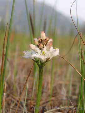 Fieberklee (Menyanthes trifoliata) Mauszeiger über kleine Bilder ändert die Auswahl!