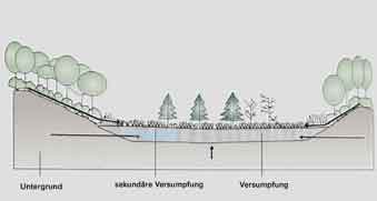 Moor mit Versumpfungsregime (syn. Versumpfungsmoor)